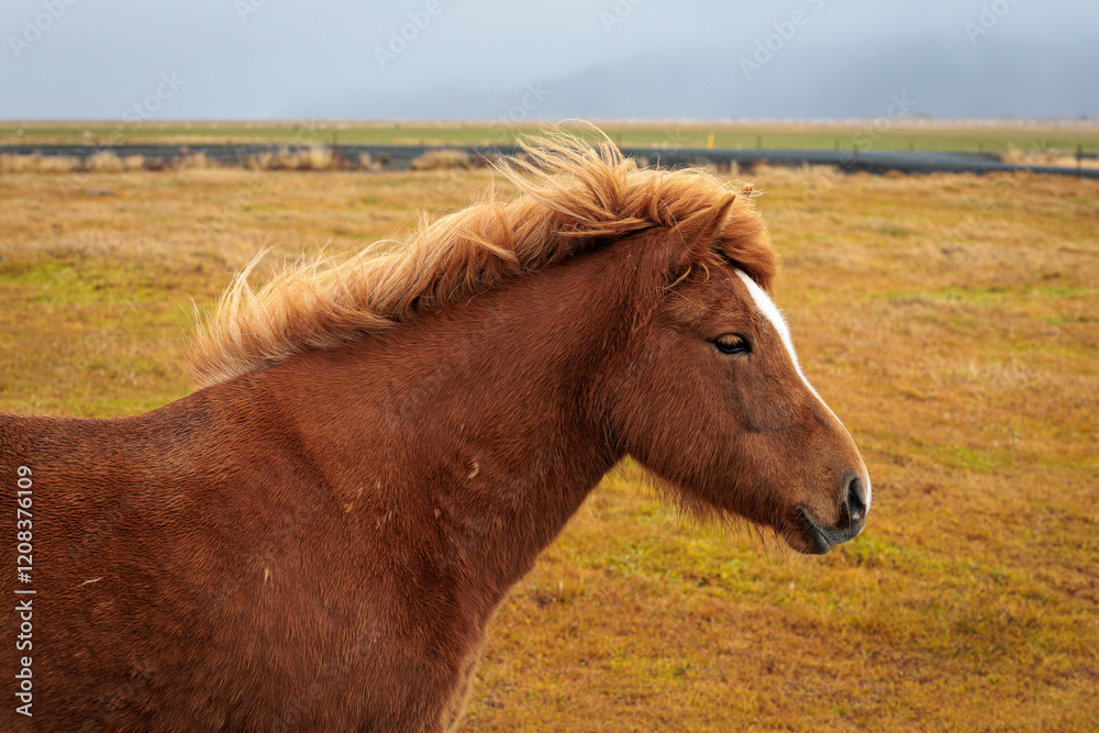 Fototapeta premium A rare breed of Icelandic horse in the autumn pastures of western Iceland