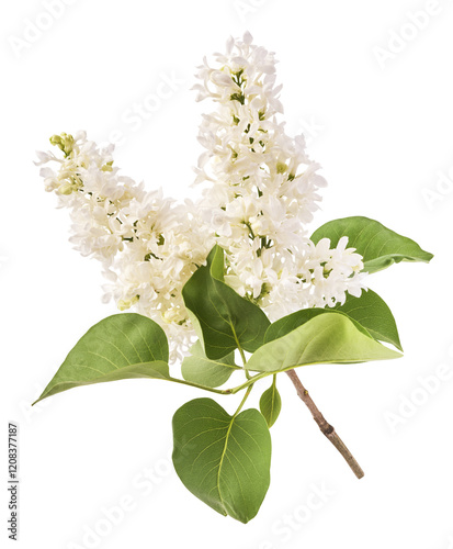 Fresh lilac blossom, Beautiful white lilac flowers falling in the air isolated on white background. Zero gravity or levitation spring flowers conception, high resolution image