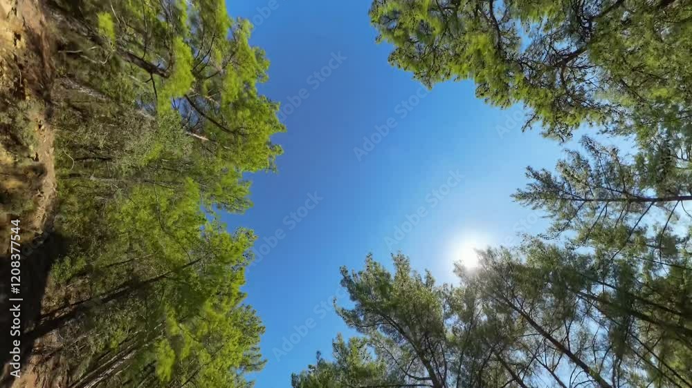 Wide-angle shot of tall Pine Trees reaching toward a bright blue sky, with the Sun peeking through the branches, creating a natural frame above. Wide-angle shot of tall Pine Trees reaching toward a bright blue sky, with the Sun peeking through the branches, creating a natural frame above.