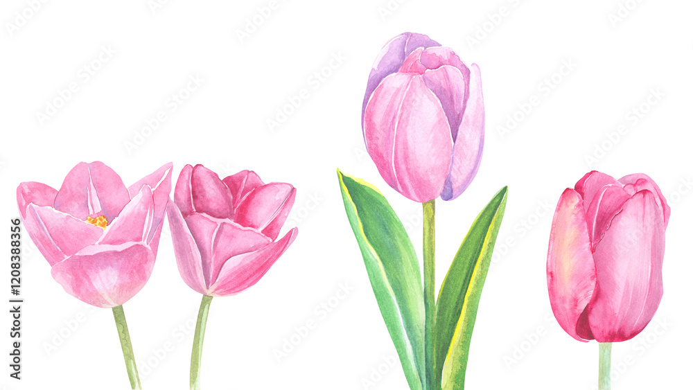 Set of tulips hand painted in watercolor. Laconic hand illustrations of tulips. Decor for weddings, birthdays, children's parties, seasonal holidays.