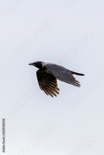 Hooded Crow (Corvus cornix) - Found in Urban and Coastal Areas, Bull Island, Dublin
