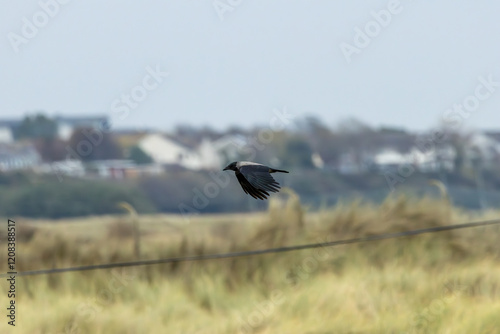 Hooded Crow (Corvus cornix) - Found in Urban and Coastal Areas, Bull Island, Dublin