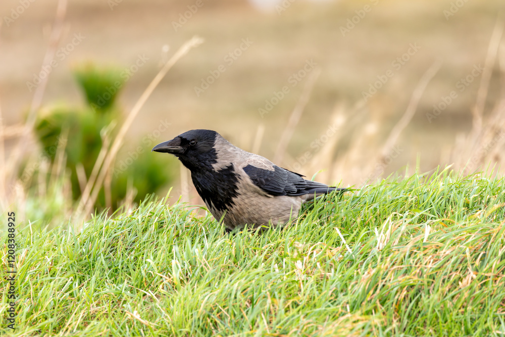 Hooded Crow (Corvus cornix) - Found in Urban and Coastal Areas, Bull Island, Dublin Hooded Crow (Corvus cornix) - Found in Urban and Coastal Areas, Bull Island, Dublin