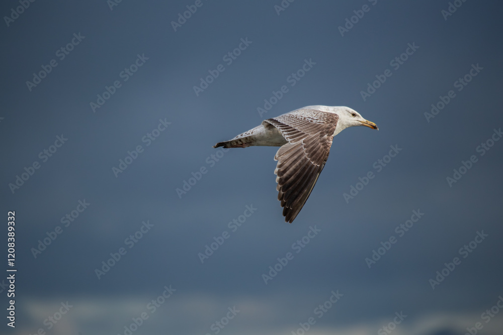 Obraz premium Herring Gull (Larus argentatus) - Coastal Seabird Common on Bull Island, Dublin, and Irish Shores