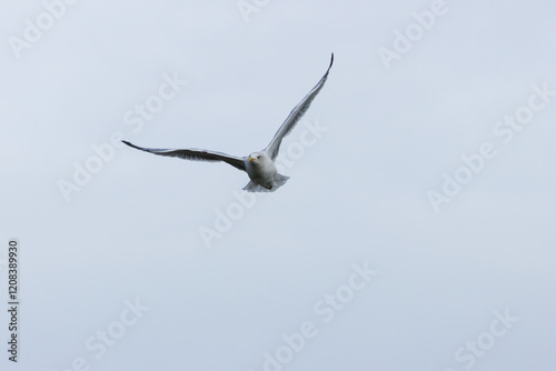 Herring Gull (Larus argentatus) - Coastal Seabird Common on Bull Island, Dublin, and Irish Shores photo