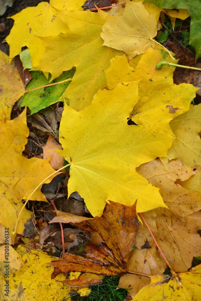 Autumn leaves on the ground top view close up pattern background. Maple leaves in the autumn. Colourful tree leaves laying on the ground . Autumn leaves on the ground top view close up pattern background. Maple leaves in the autumn. Colourful tree leaves laying on the ground .