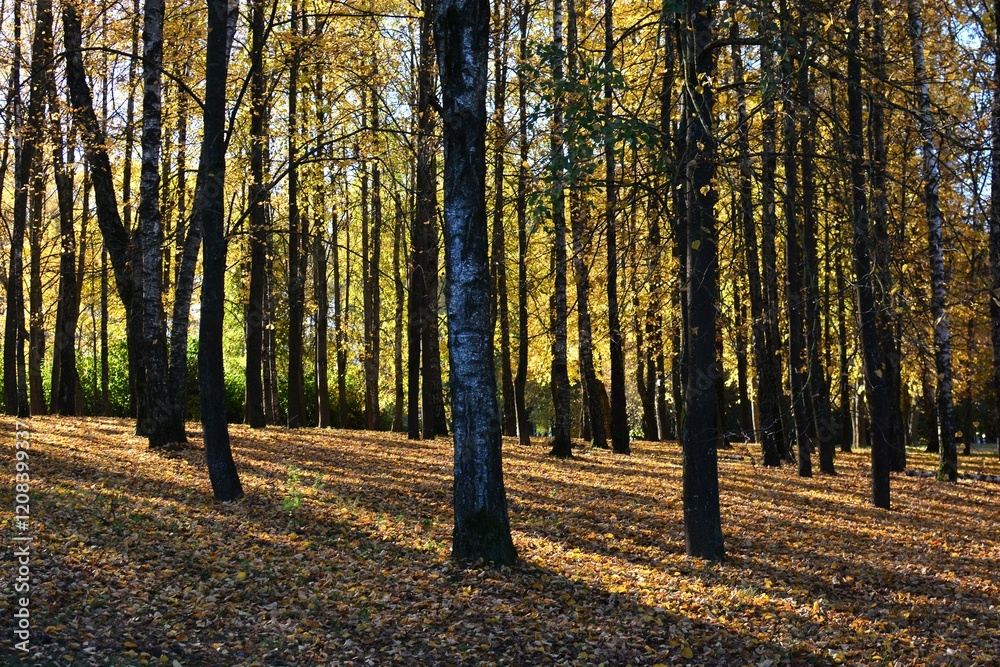 Fototapeta premium Clean city park in autumn sunny day