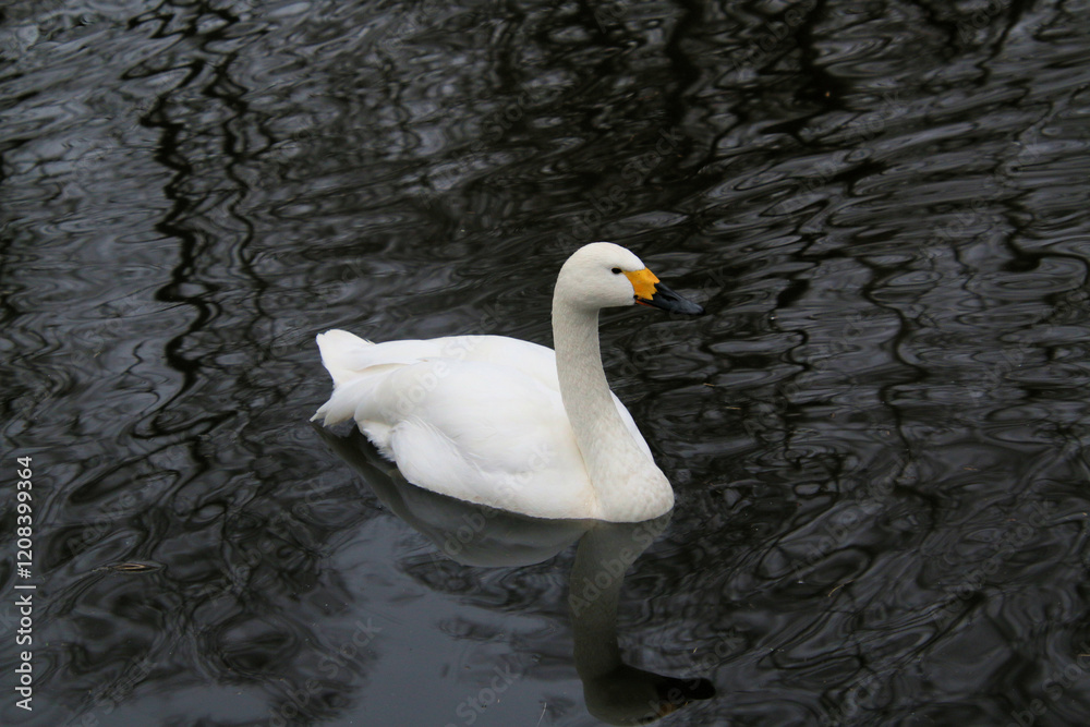 white swan on the lake white swan on the lake