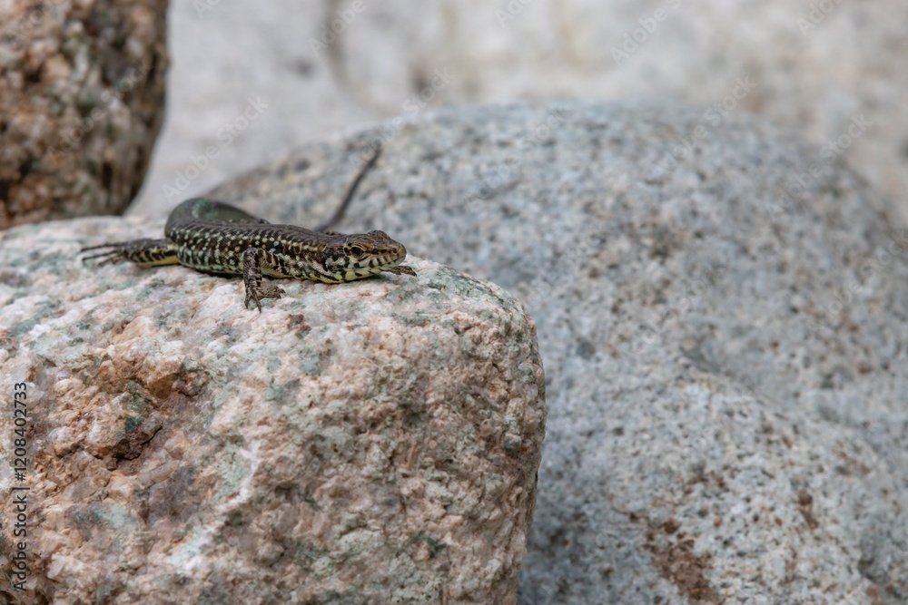 Tyrrhenian wall lizard (Podarcis tiliguerta) is a species of lizard in the family Lacertidae. The species is endemic to the islands Sardinia and Corsica Tyrrhenian wall lizard (Podarcis tiliguerta) is a species of lizard in the family Lacertidae. The species is endemic to the islands Sardinia and Corsica