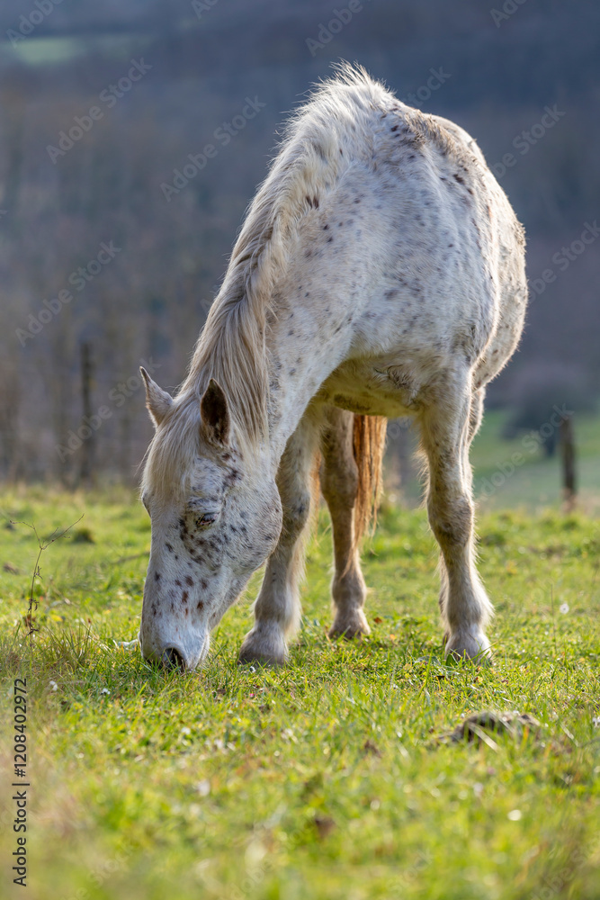 Obraz premium Portrait of a horse in a field in a sunny winter day. Grey horse in countryside. Head portrait of a horse grazing in a meadow.