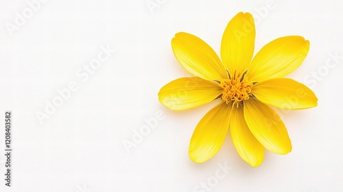 Close-Up View of Bright Yellow Dandelion Flower Isolated on White