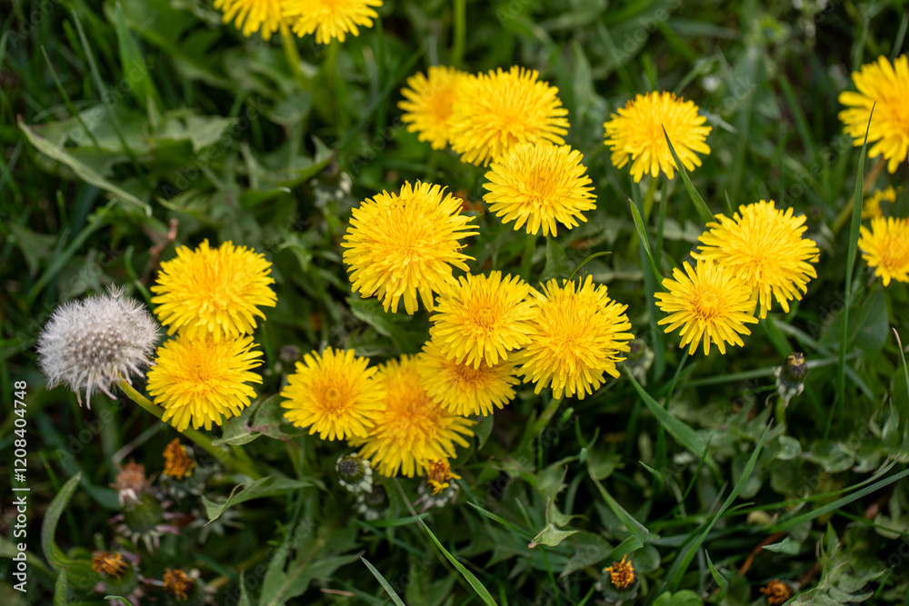 Yellow dandelions in the grass. Dandelions. Milkweed. Taraxacum officinal. Yellow dandelions in the grass. Dandelions. Milkweed. Taraxacum officinal.