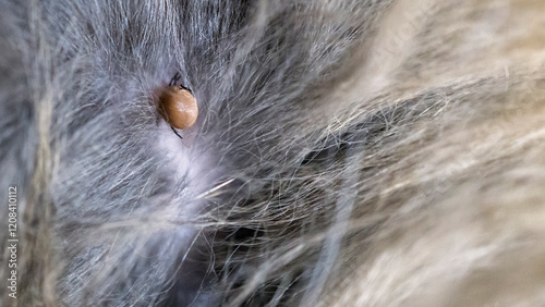 A detailed close-up of a tick embedded in a cat's fur. A macro image of a tick. photo