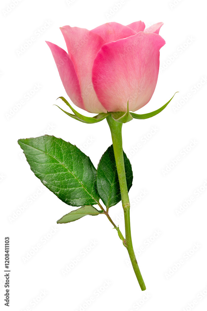 Fototapeta premium beautiful pink rose flower isolated for valentine's day or celebrating love anniversaries and floral arrangements