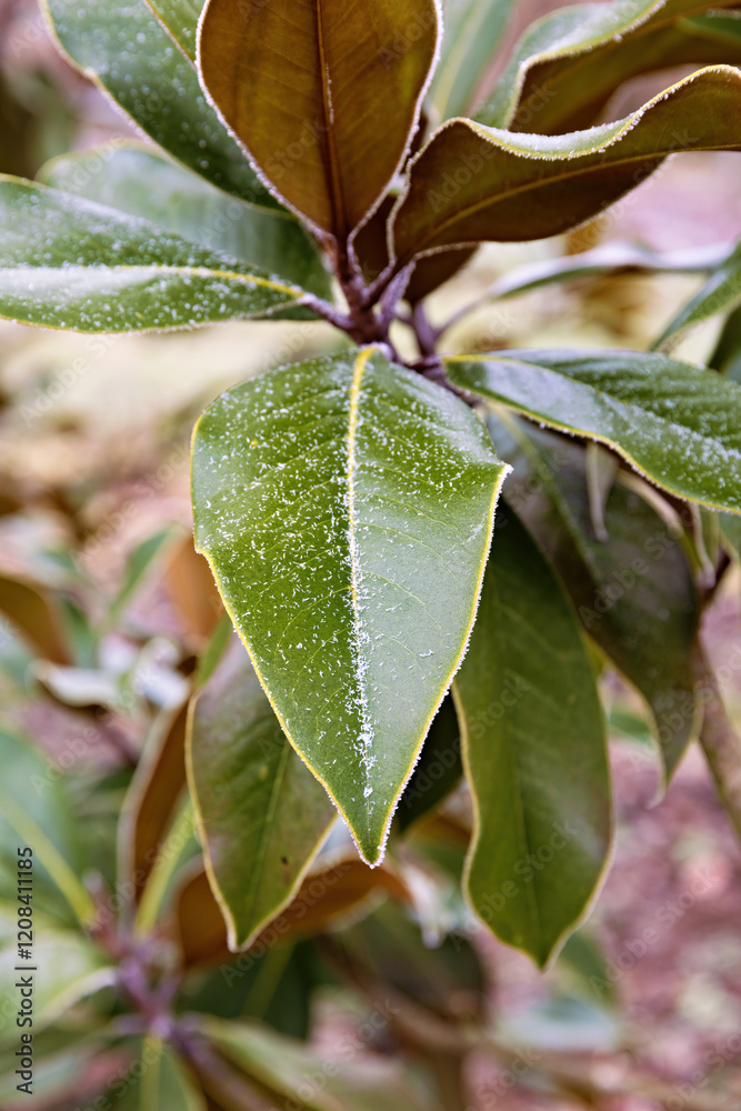 frozen green magnolia leaves with frozen frost on a branch in winter