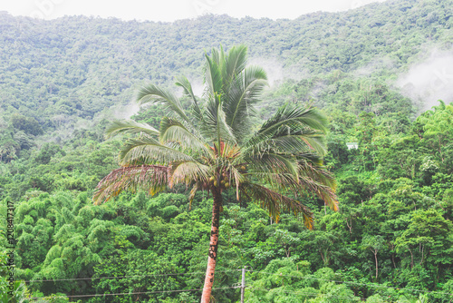 Puerto Rico Rainforest
