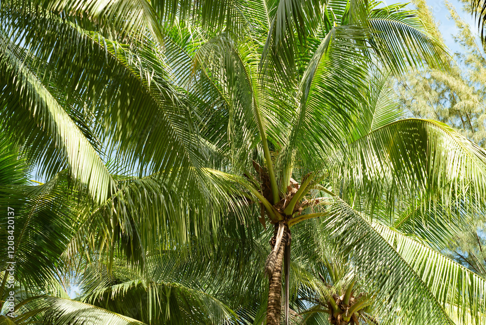 Fototapeta premium Coconut tree with green leafs. Palm