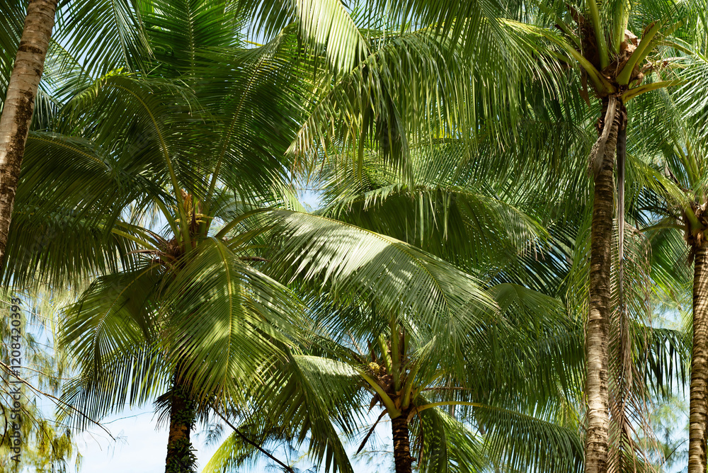 Coconut tree with green leafs. Palm Coconut tree with green leafs. Palm