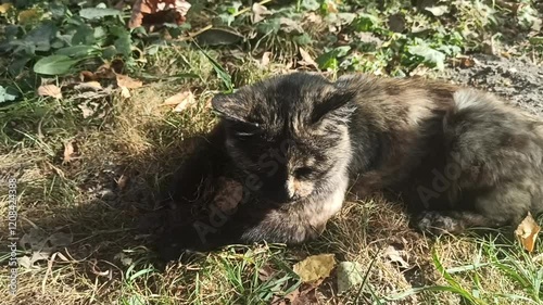 animal, cat, mouse, catch, fur, feline, kitten, nature, predator, rodent, funny, young, grass, garden, green, outdoor, play, playful, character, mouth, gray, hunted, behavior, hungry, fluffy, escape, 