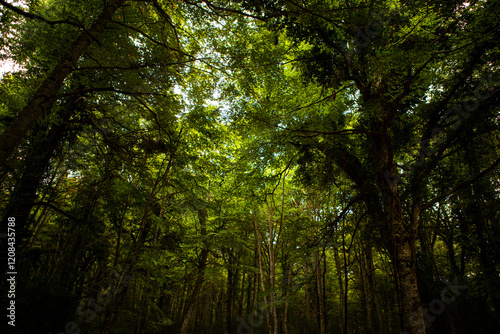 Gargano is a National Park in the Apulia region of Italy. Gargano is partially covered by the ancient forest Foresta Umbra, the only remaining oak and beech forest in Italy.