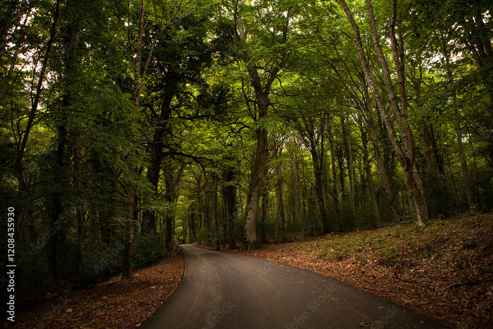 Obraz premium A scenic road through the dark and mysterious Umbra Forest, filled with ancient oak and beech trees. Gargano National Park, Apulia region, Italy.