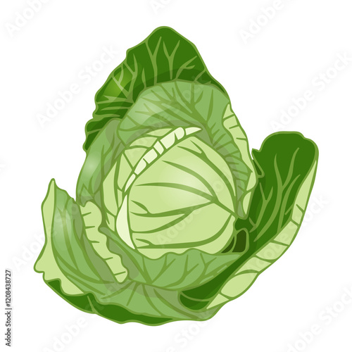 White cabbage in flat style. Vector illustration isolated on white background.