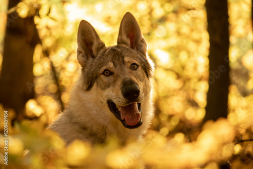 Tschechoslowakischer Wolfshund, Portrait photo