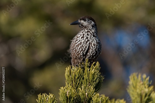 Spotted nutcracker perched on a tree