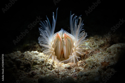 File clam (Limaria sp.)
This intriguing animals with fleshy tentacles are sometimes seen near living reefs, under corals and stones. Photo was taken in the island Romblon, Philippines photo