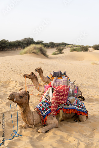 Camels resting on the dunes of Thar desert near Jaisalmer in Rajasthan, India