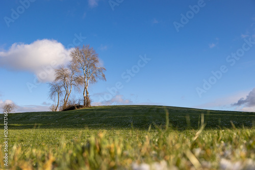 Birkengruppe auf einem grünen Hügel vor blauem Himmel
