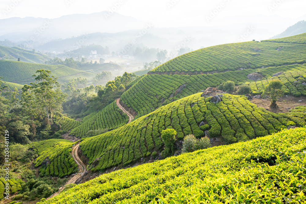 Fototapeta premium Panoramic view over Munnar tea plantations at sunrise in Kerala, India