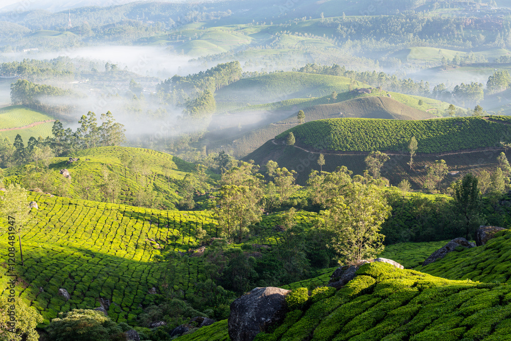 Obraz premium Panoramic view over Munnar tea plantations at sunrise in Kerala, India