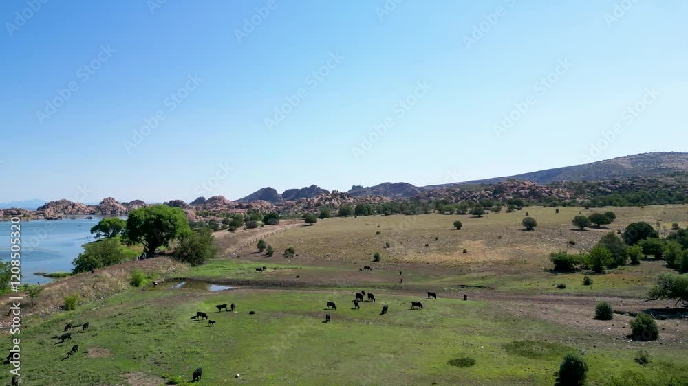 Landscape with cows and lake - Watson Lake - Prescott, AZ Landscape with cows and lake - Watson Lake - Prescott, AZ