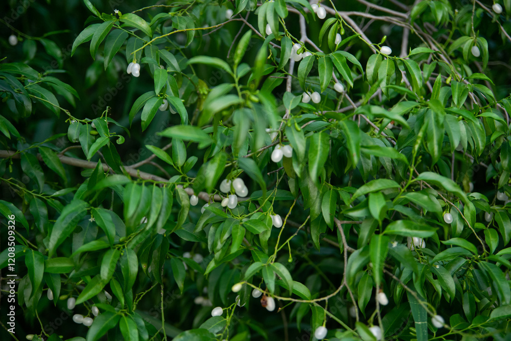 Obraz premium Huevitos