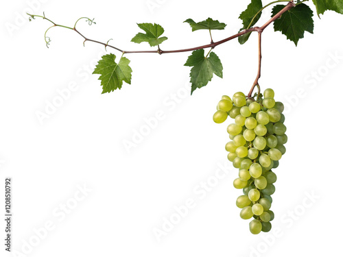 Bunch of grapes isolated. Green organic natural grapes. Copy space. png