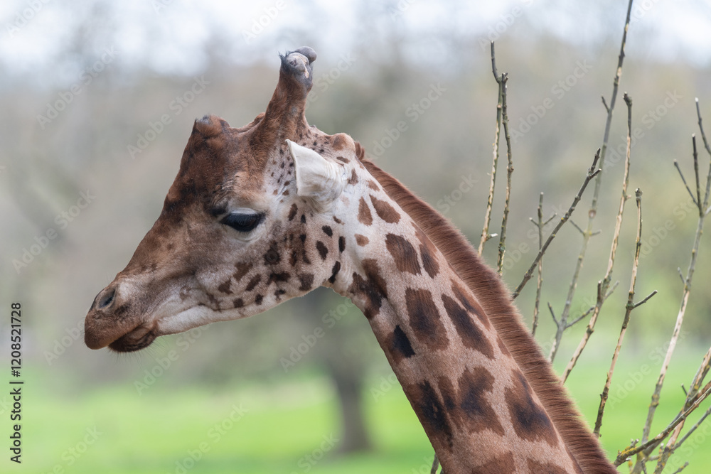 Obraz premium Head shot of a reticulated giraffe (giraffa camelopardalis)