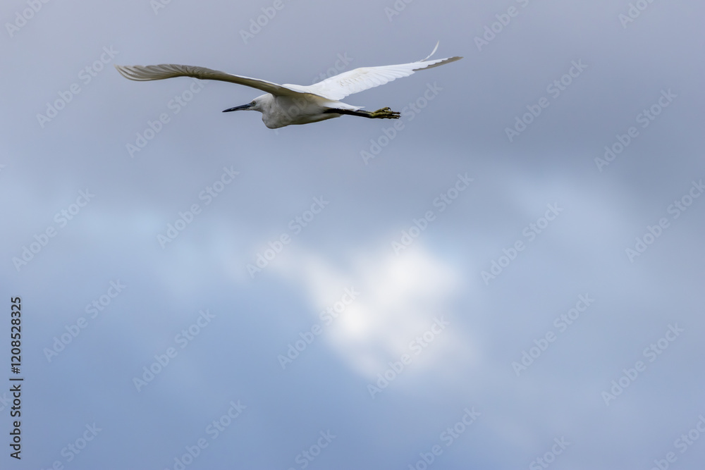 Little Egret (Egretta garzetta) - Commonly found in wetlands, coastal areas, and estuaries