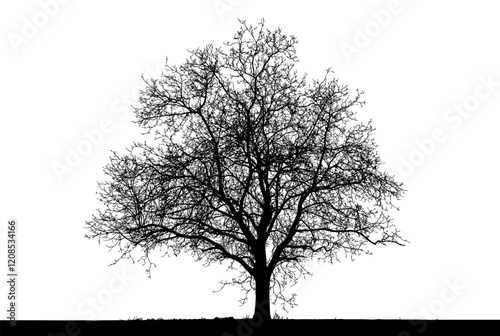 Silhouette of a bare tree standing against a transparent background