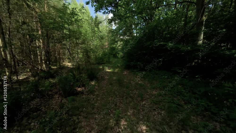 Forest drone exploration. Forest drone exploration.