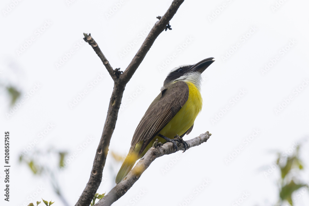 Fototapeta premium Boat-billed Flycatcher (Megarynchus pitangua)