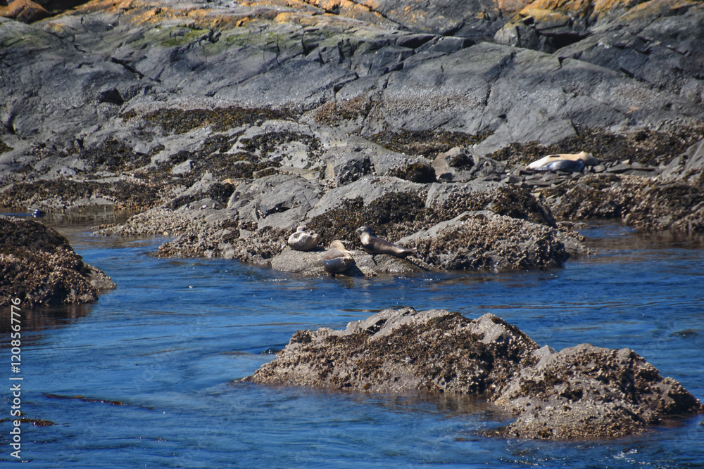 Shark Reef Sanctuary coastal ocean views Lopez Island, San Juan Islands summer 2024, Washington, United States.