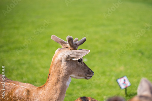 young shy fallow deer playing in the green meadow photo