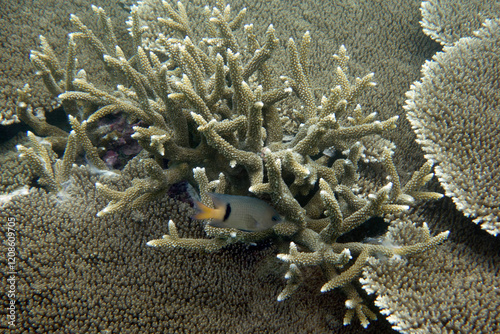 Beautiful table coral,(Acropora hyacinthus) with staghorn coral,(Acropora robusta) in the center. On the reef in the Maldives. photo