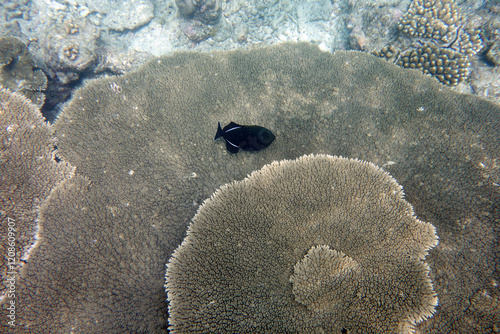 Beautiful large table corals,(Acropora hyacinthus) on the reef in the Maldives.