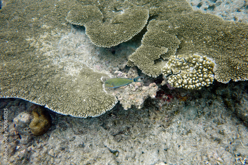 Beautiful large table corals,(Acropora hyacinthus) on the reef in the Maldives. photo