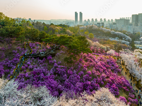 Foto 데크,전망대,진달래,벚꽃,벚나무,언덕,아파트,원미산,원미동,부천시,경기도