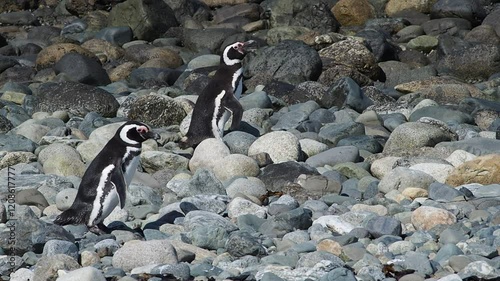 Isla Magdalena, Chile photo