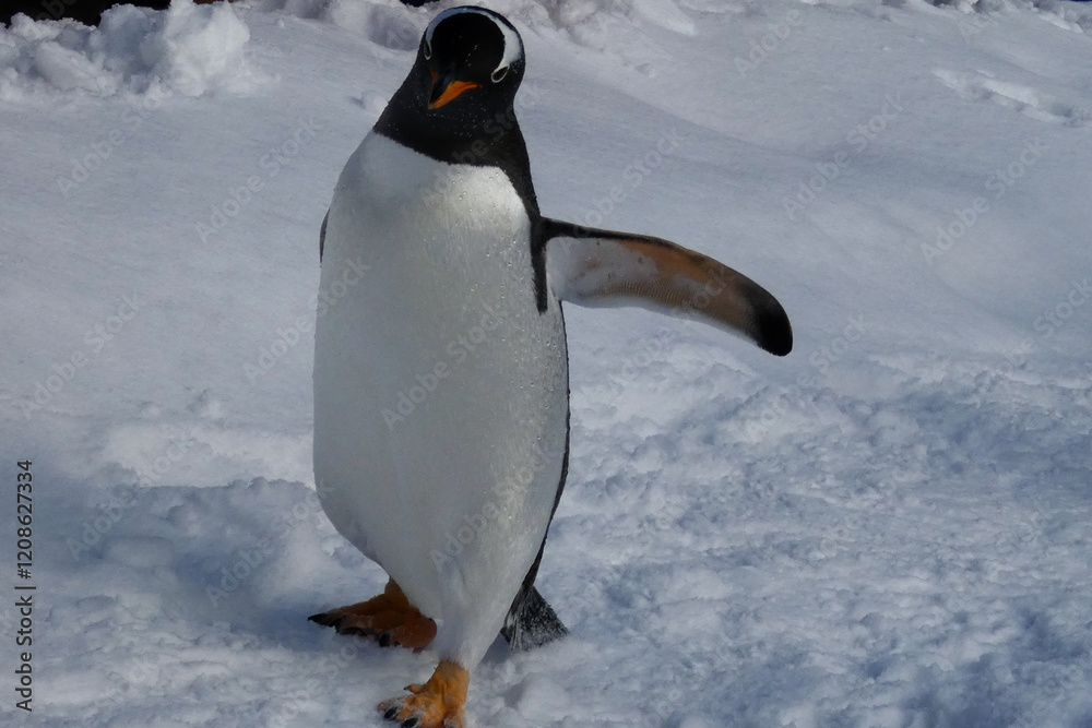 Fototapeta premium ペンギンの雪中散歩