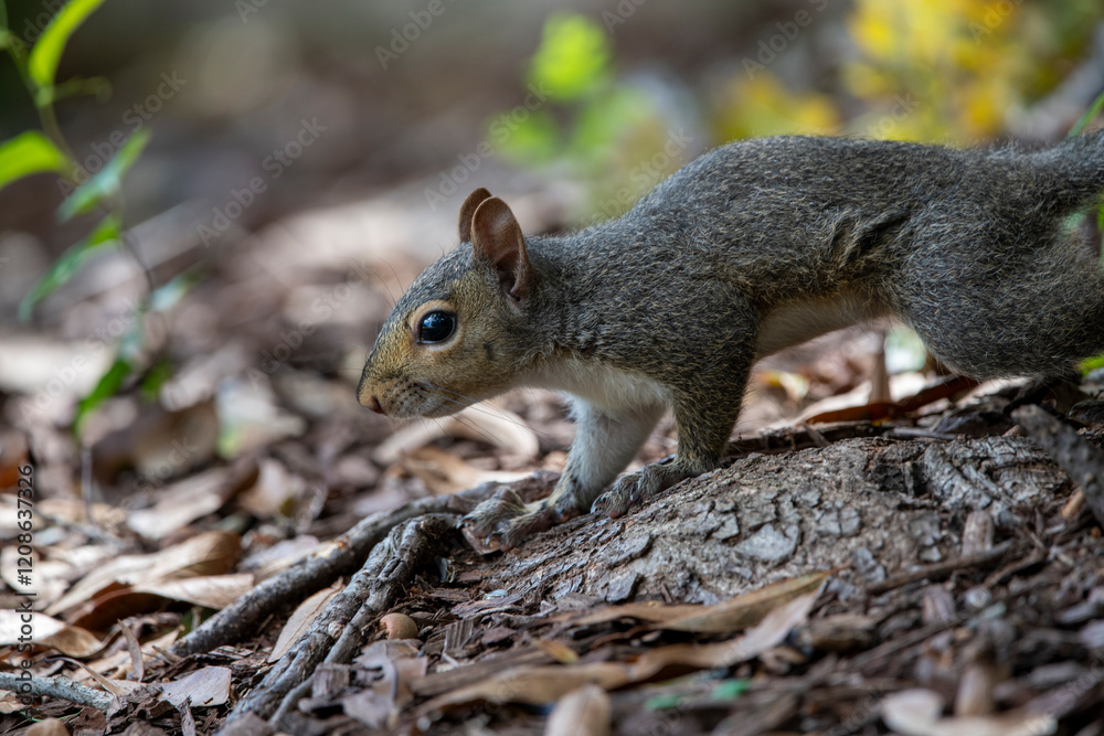 energetic squirrel energetic squirrel
